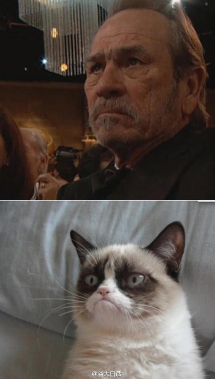 Grumpy Cat 网上有名的“苦逼猫”