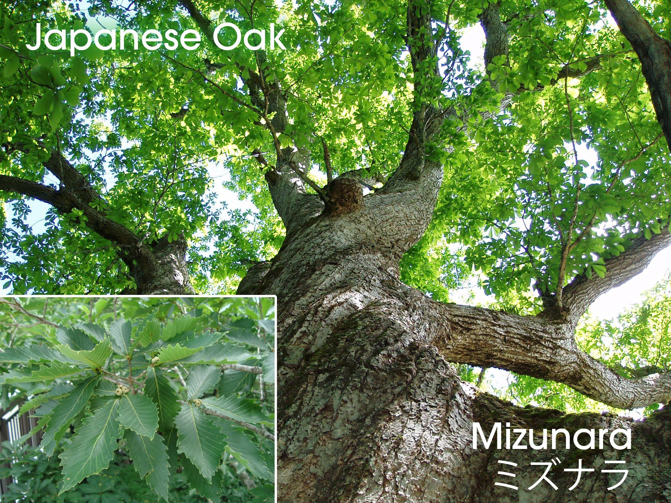 Японский дуб, мидзунара листва