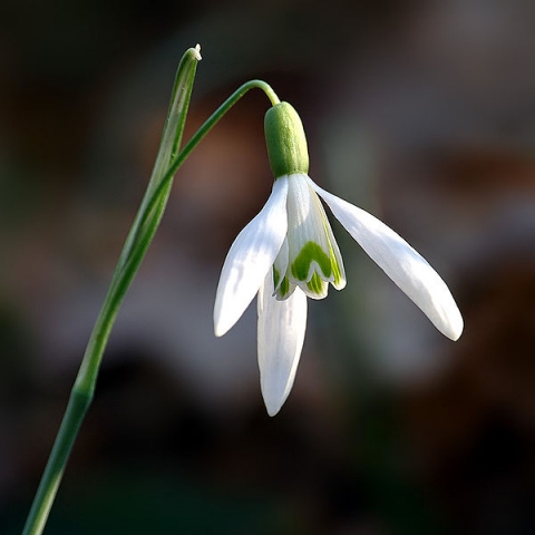 600px-Galanthus_nivalis_close-up_aka.jpg