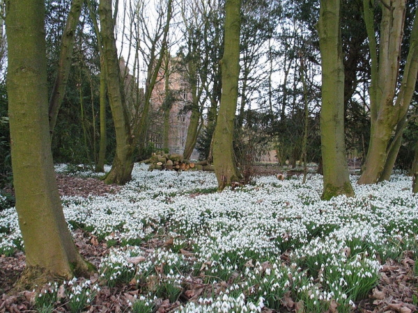 800px-Bank_Hall_Snowdrops_Feb_2009.JPG