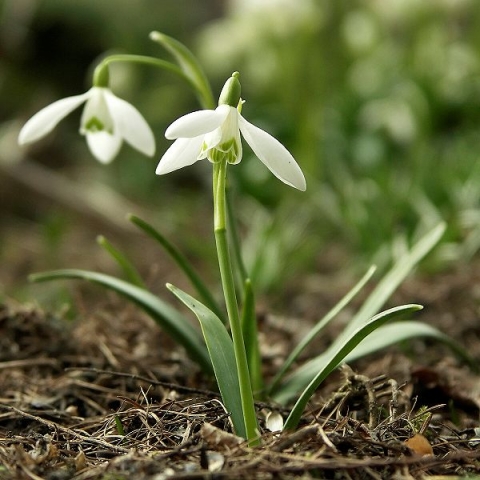 600px-Galanthus_nivalis.jpg